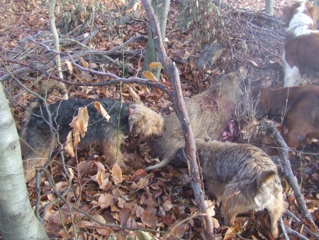 Reina našla prasa a na pomoc dobehli ostatné psy